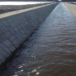 Cases of conches and shells projects